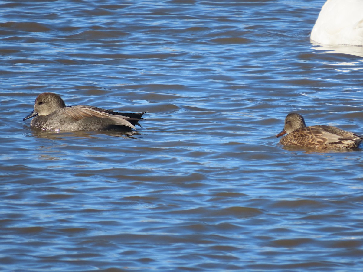 Boz Ördek - ML646272390