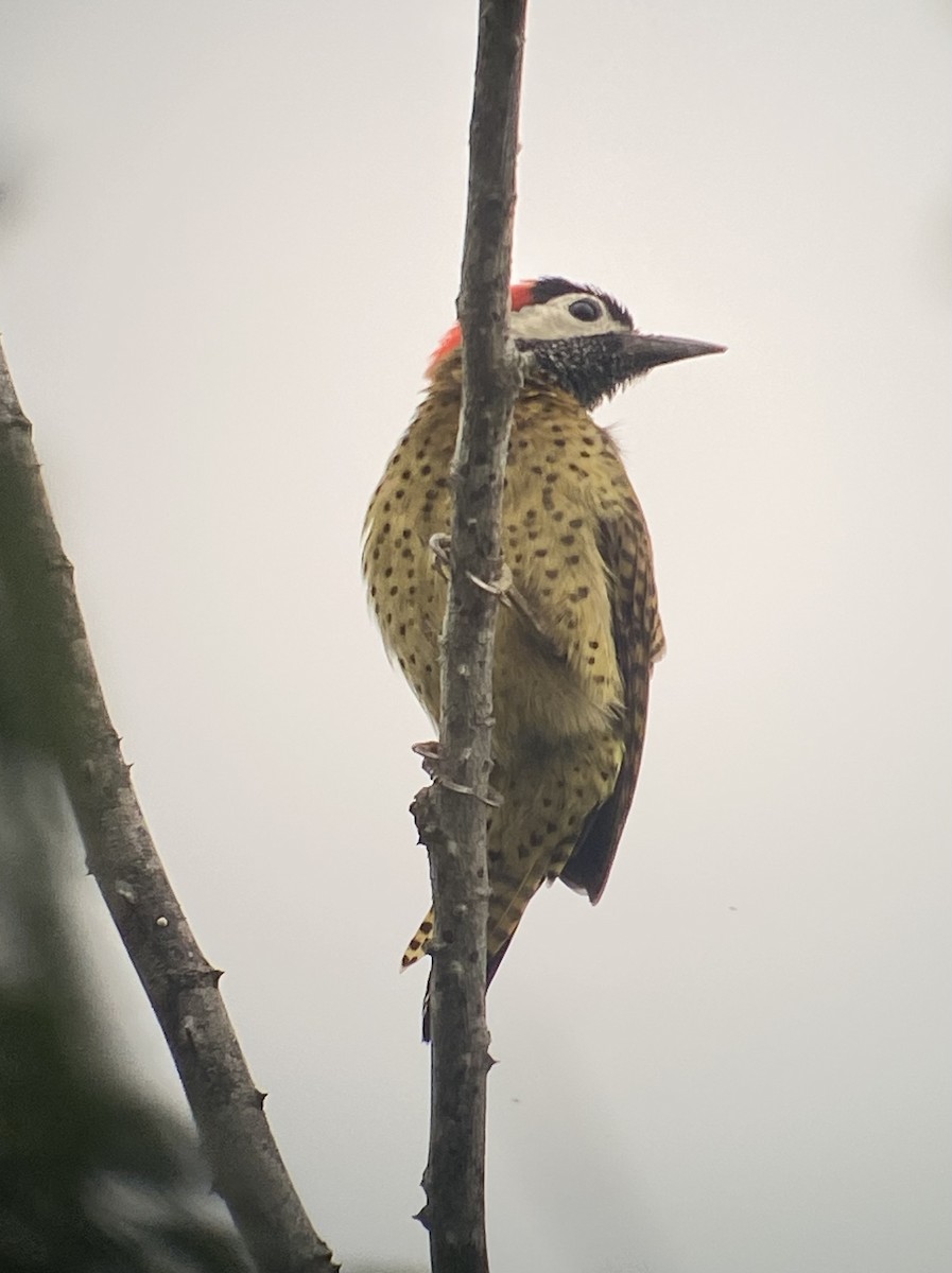 datel skvrnoprsý - ML646272391