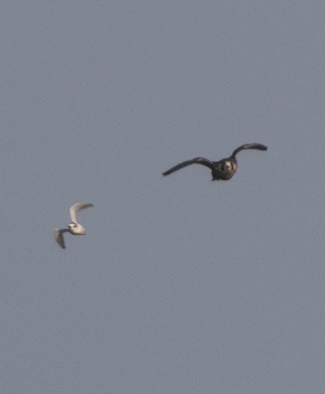 sokol stěhovavý - ML646272392