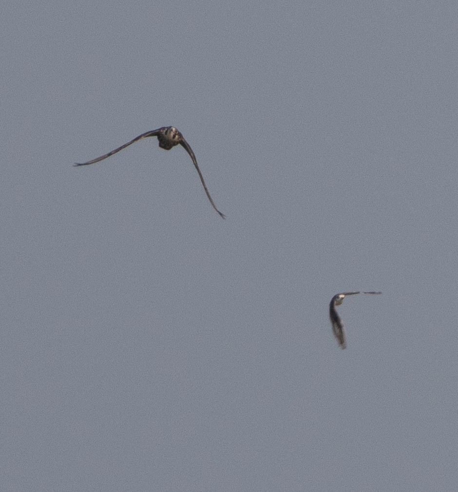 sokol stěhovavý - ML646272393