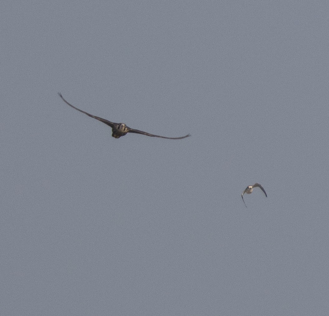 sokol stěhovavý - ML646272394