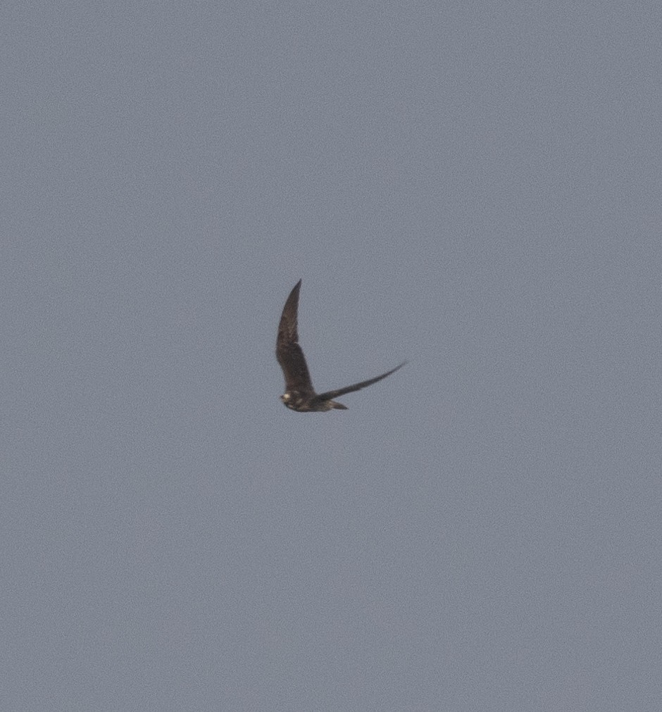 sokol stěhovavý - ML646272397