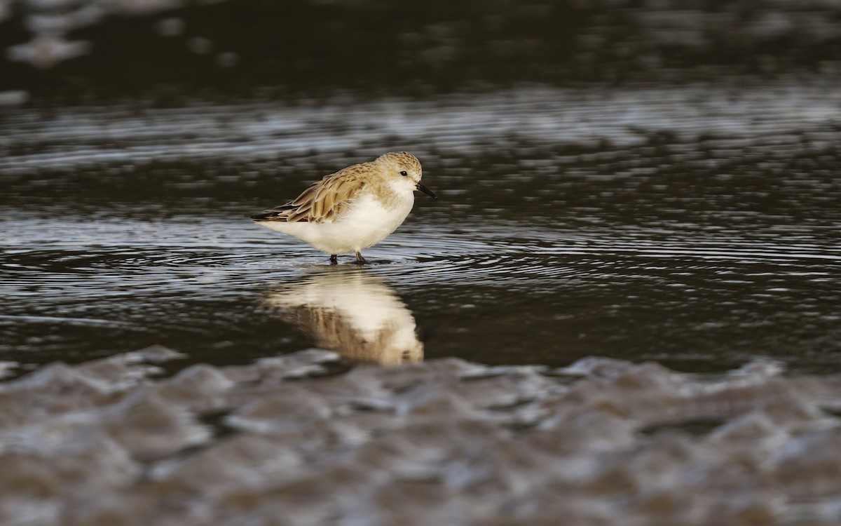 Red-necked Stint - ML646272399