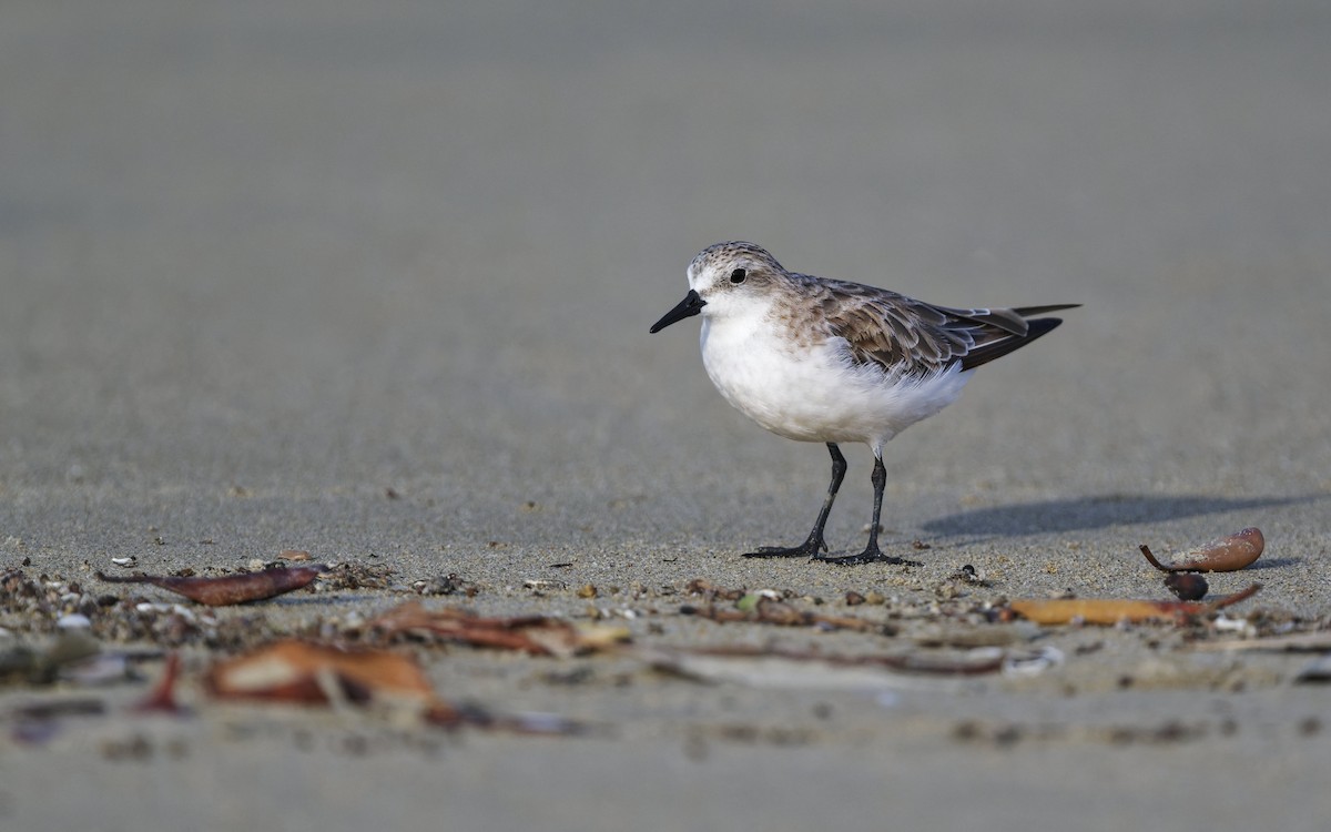 Red-necked Stint - ML646272400