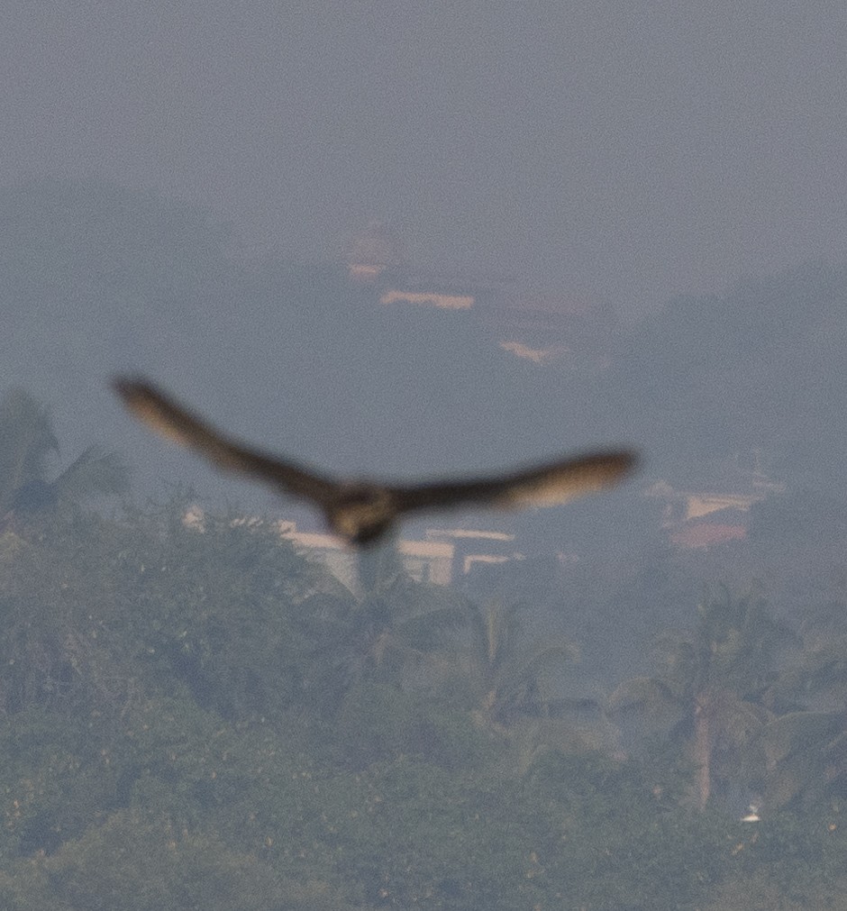 sokol stěhovavý - ML646272406