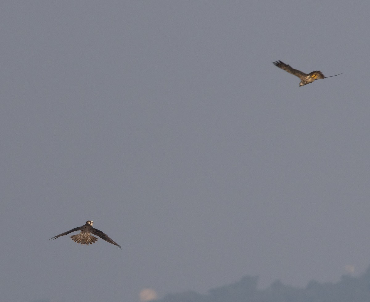 sokol stěhovavý - ML646272407