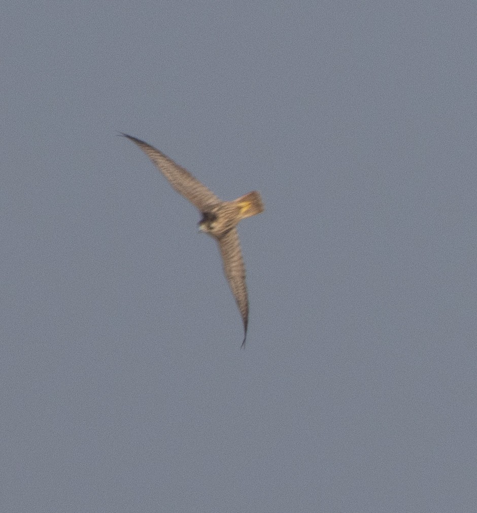 sokol stěhovavý - ML646272408