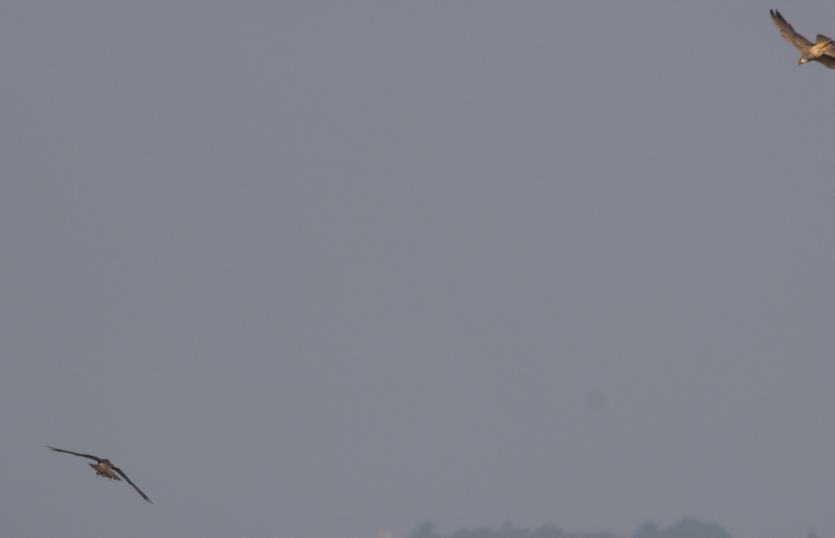 sokol stěhovavý - ML646272411