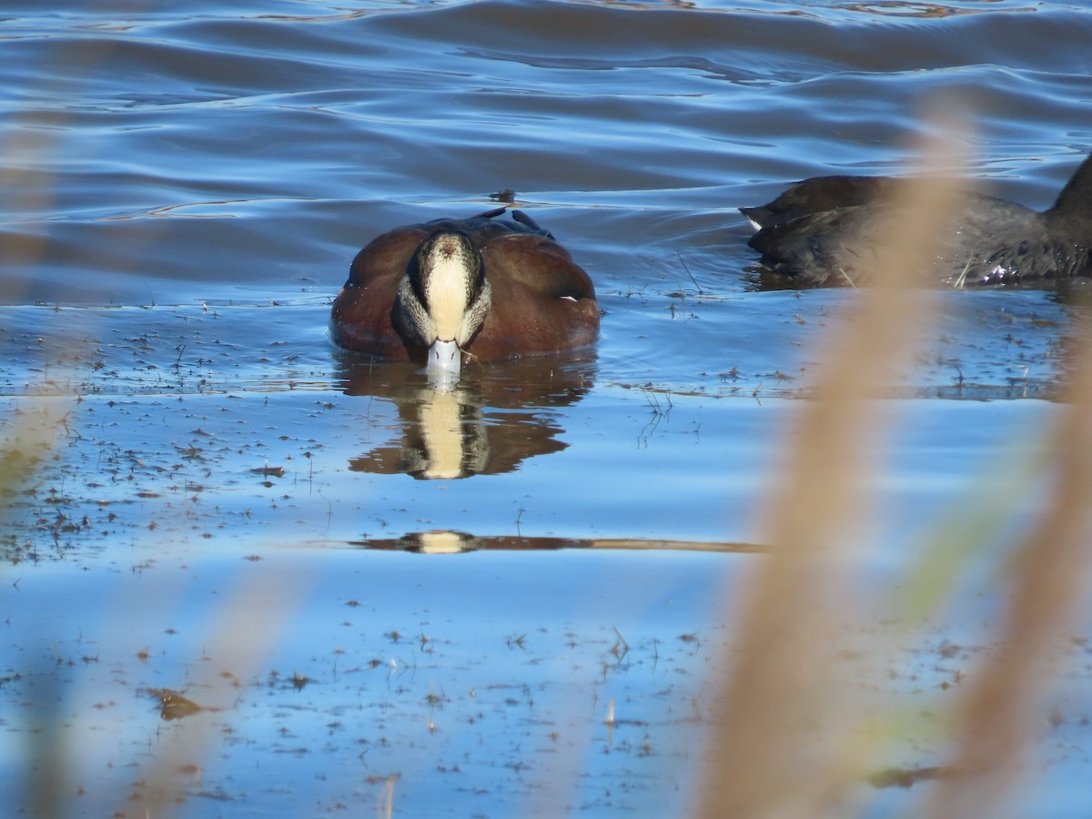 Fischione americano - ML646272413