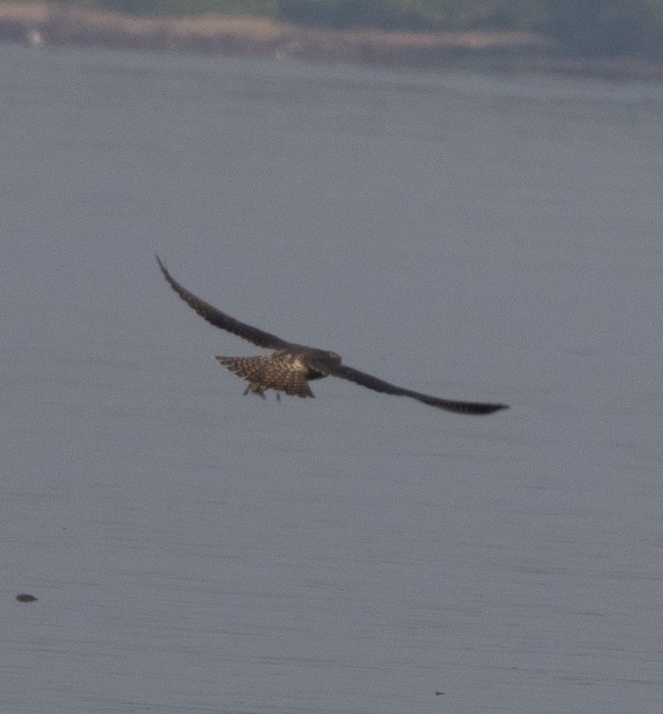 sokol stěhovavý - ML646272414