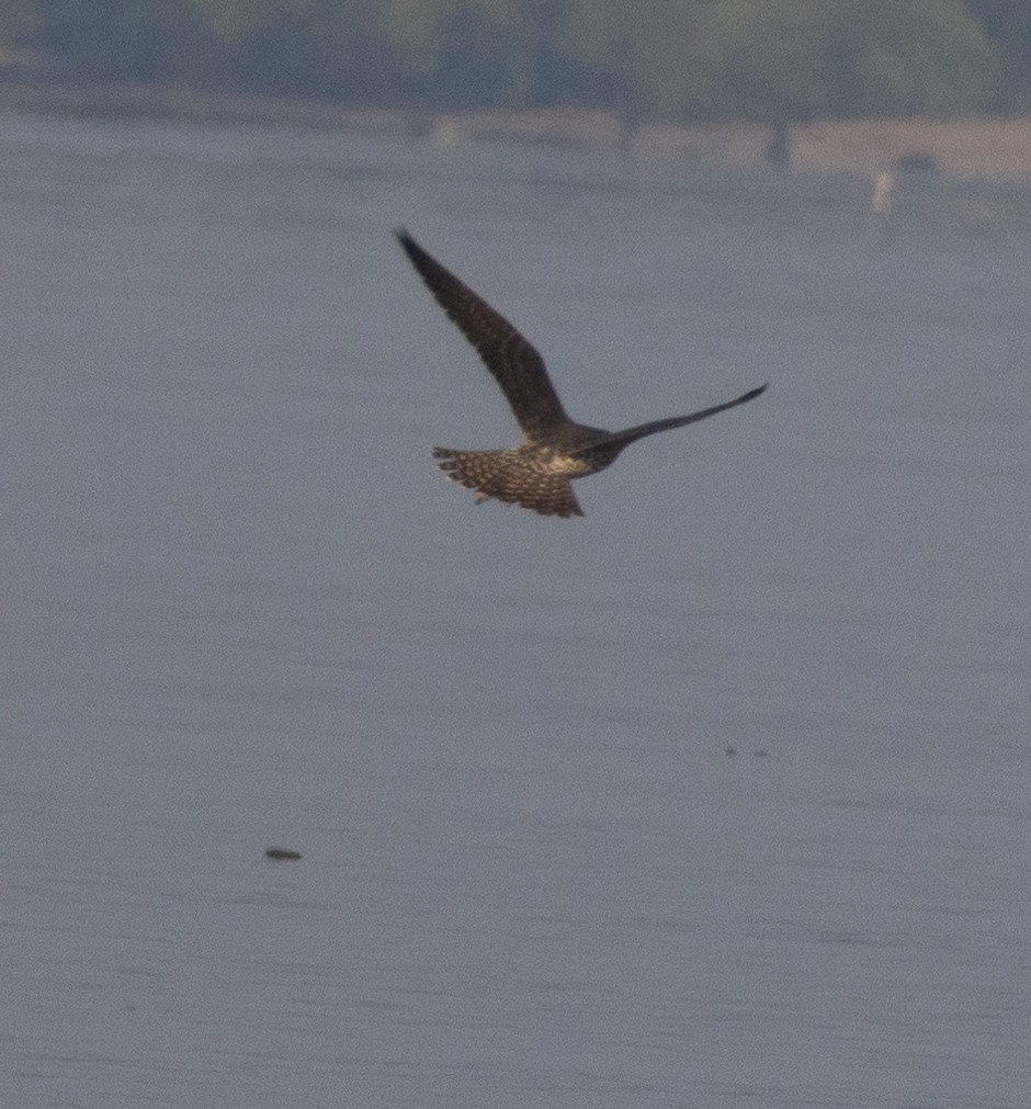 sokol stěhovavý - ML646272415