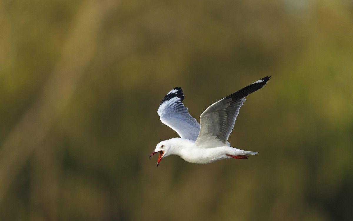 Silver Gull - ML646272418