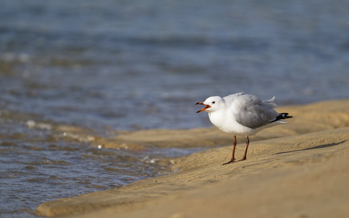 Silver Gull - ML646272419
