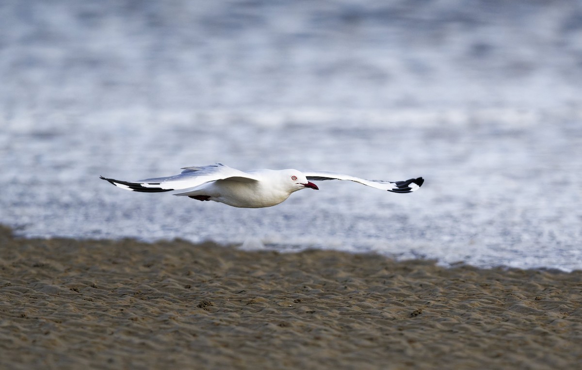 Silver Gull - ML646272420