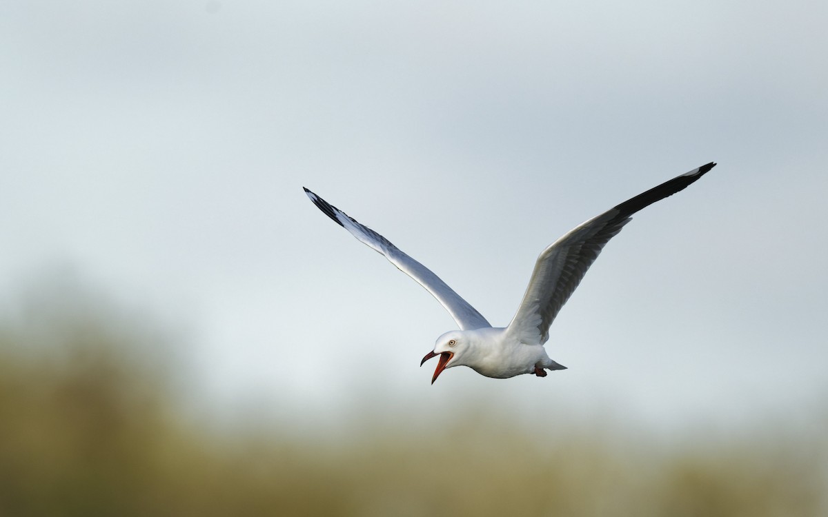 Silver Gull - ML646272421