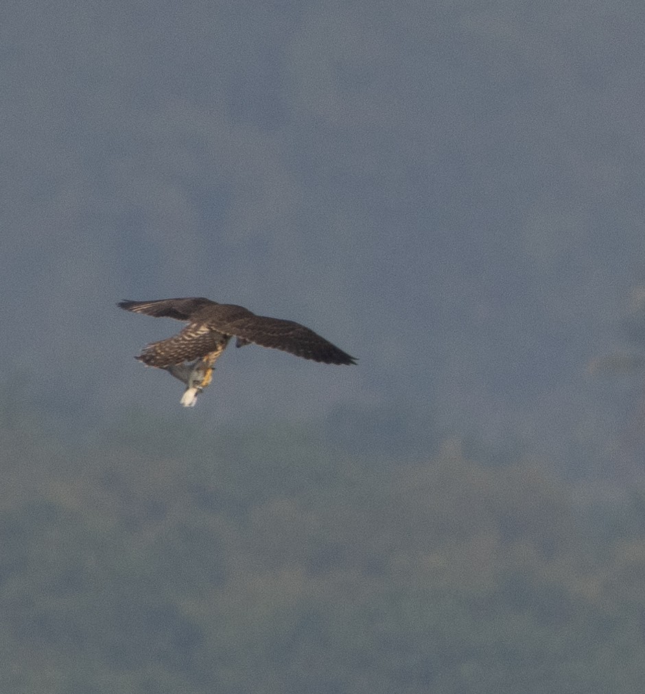 sokol stěhovavý - ML646272423