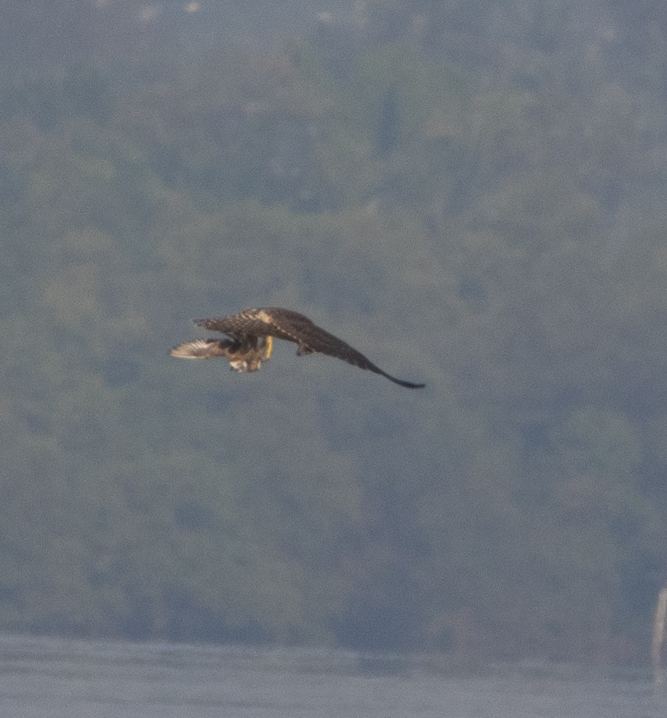 sokol stěhovavý - ML646272424