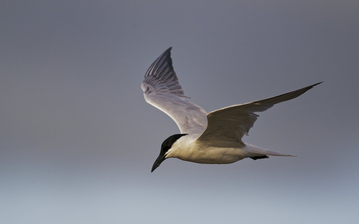 Common Tern - ML646272425