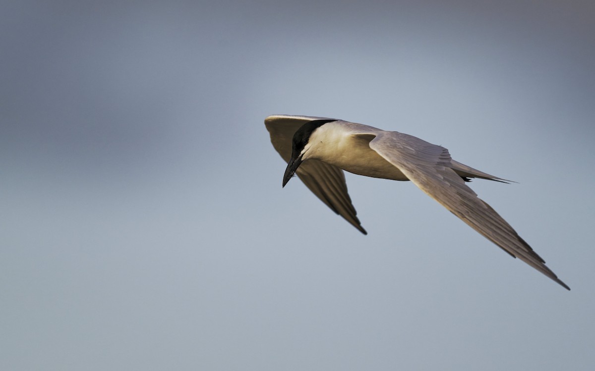 Common Tern - ML646272426