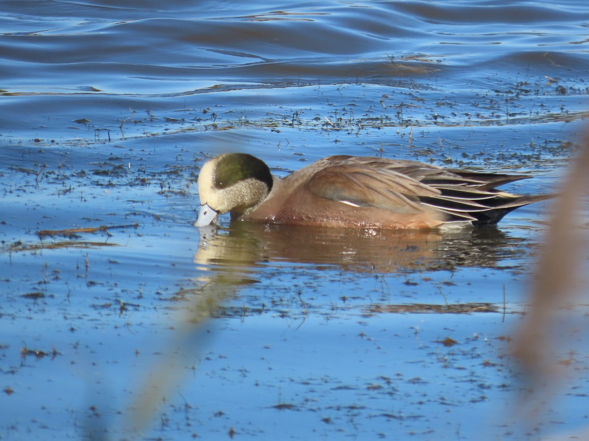 Fischione americano - ML646272427