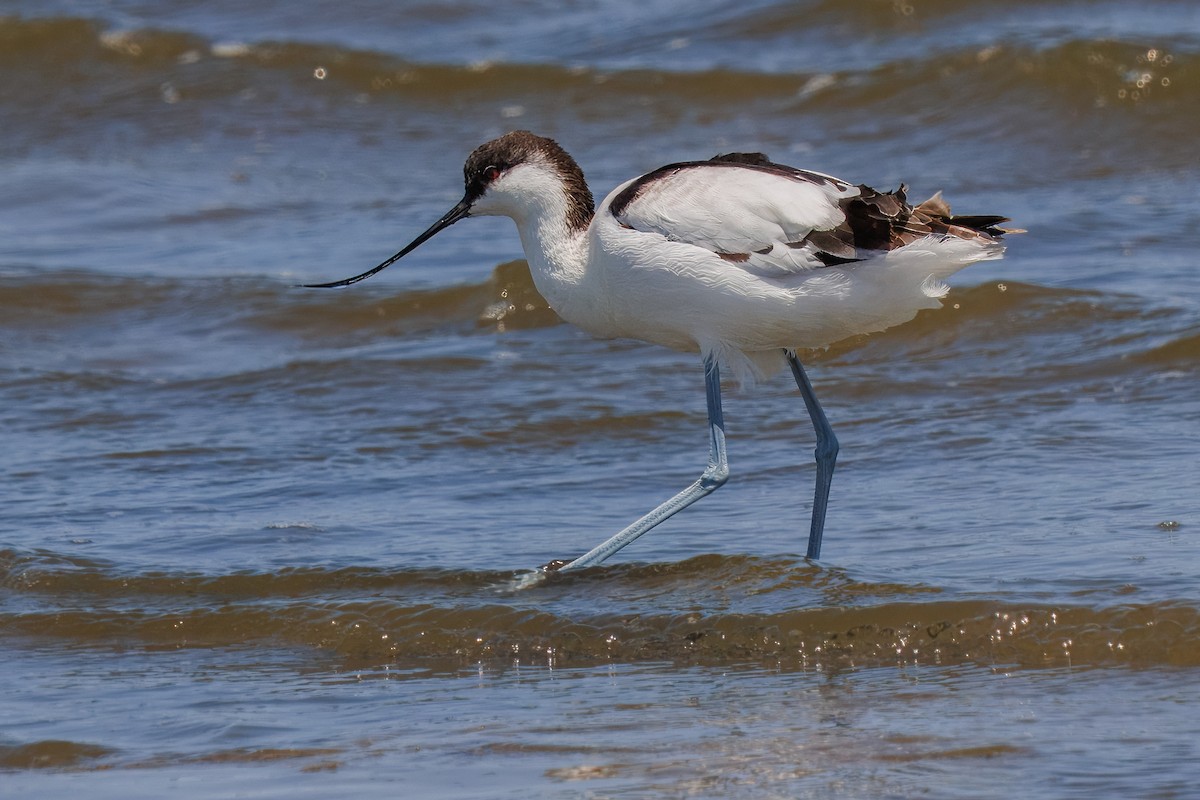 Pied Avocet - ML646272429
