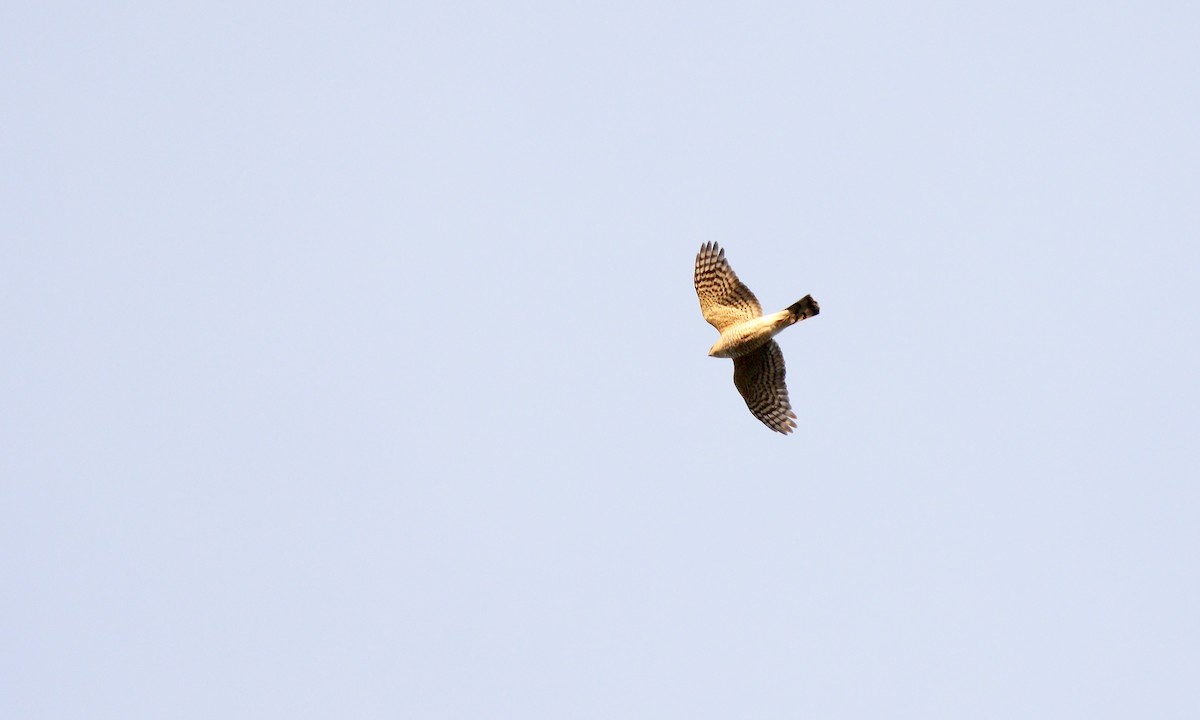 Sharp-shinned Hawk - ML646272433