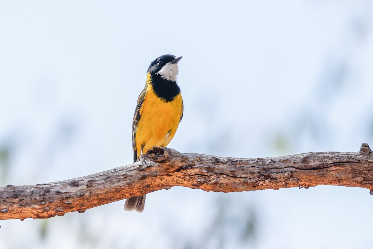 Golden Whistler (Western) - ML646272434