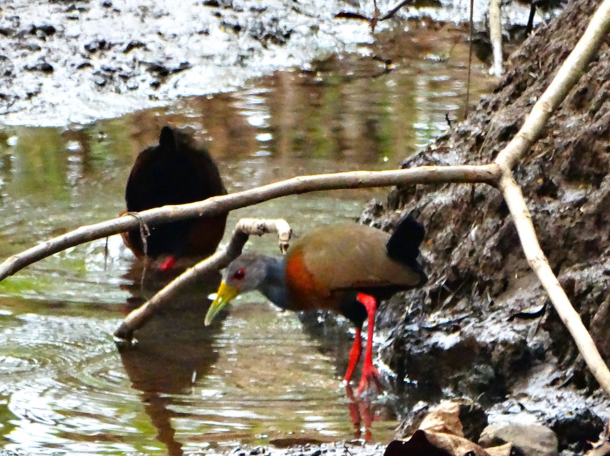 Gray-cowled Wood-Rail - ML646272435