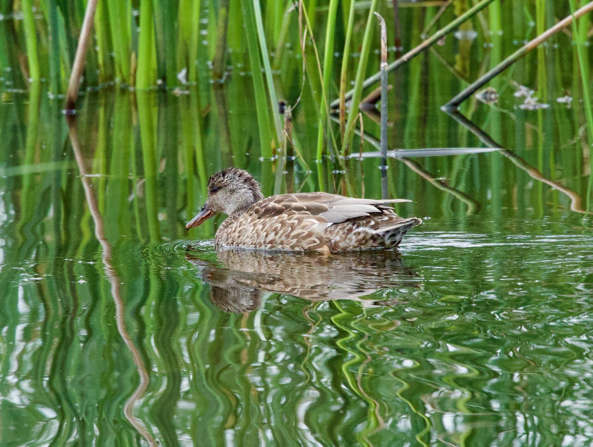 Gadwall - ML646272436