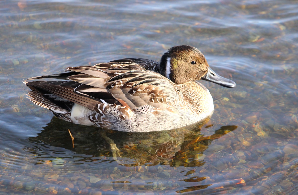 Northern Pintail - ML646272437