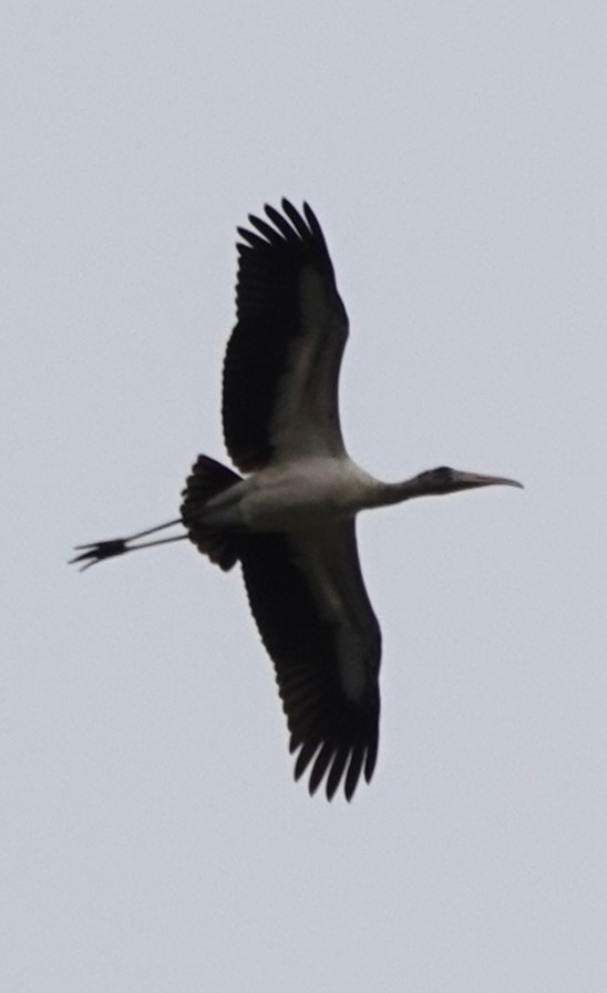 Wood Stork - ML646272438