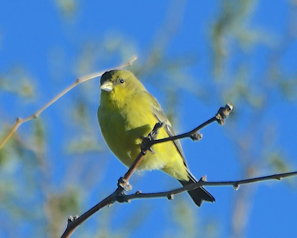 Lesser Goldfinch - ML646272440