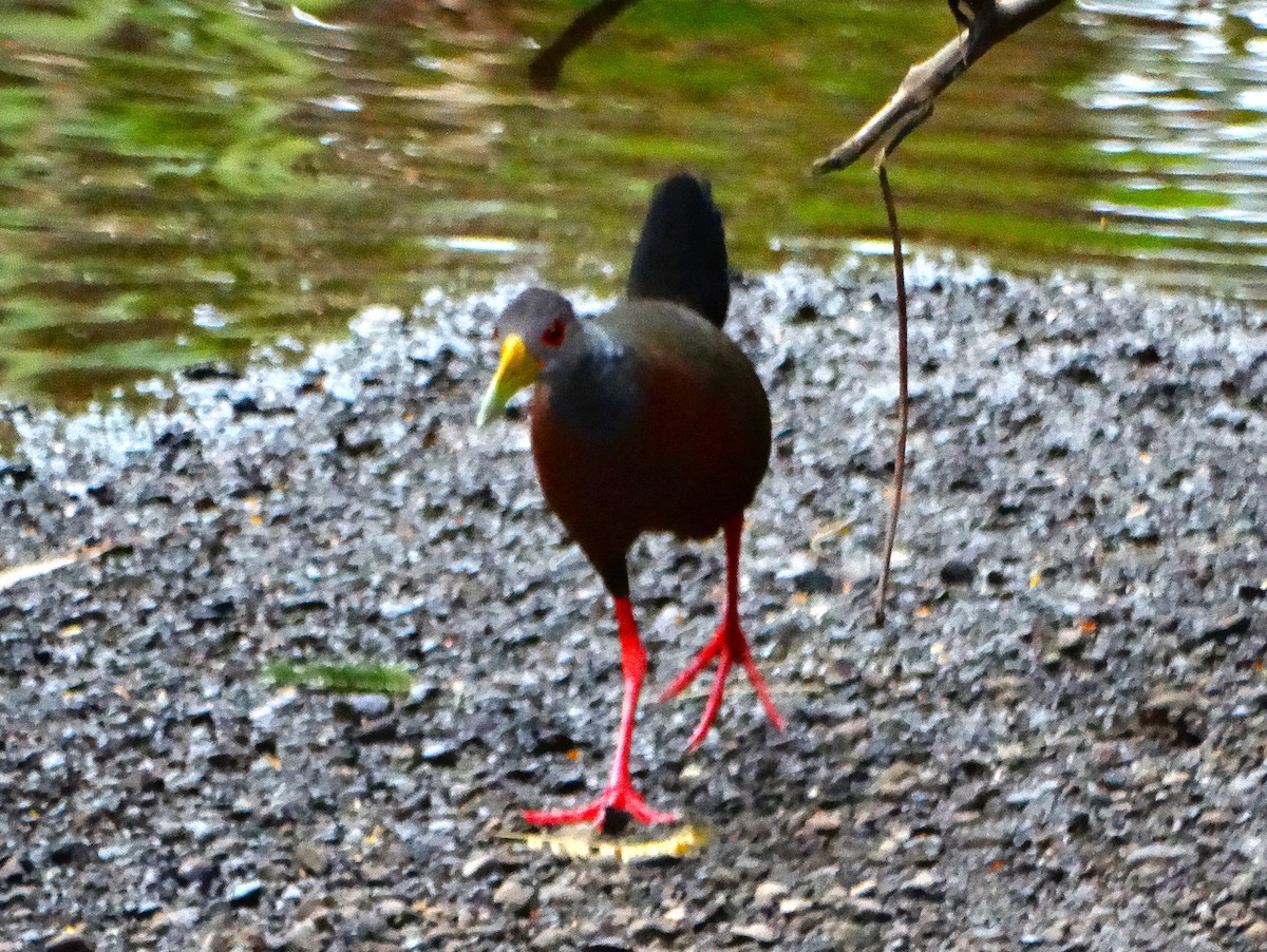 Gray-cowled Wood-Rail - ML646272442