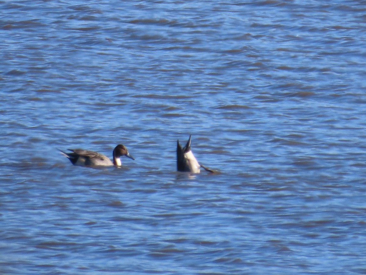 Northern Pintail - ML646272443