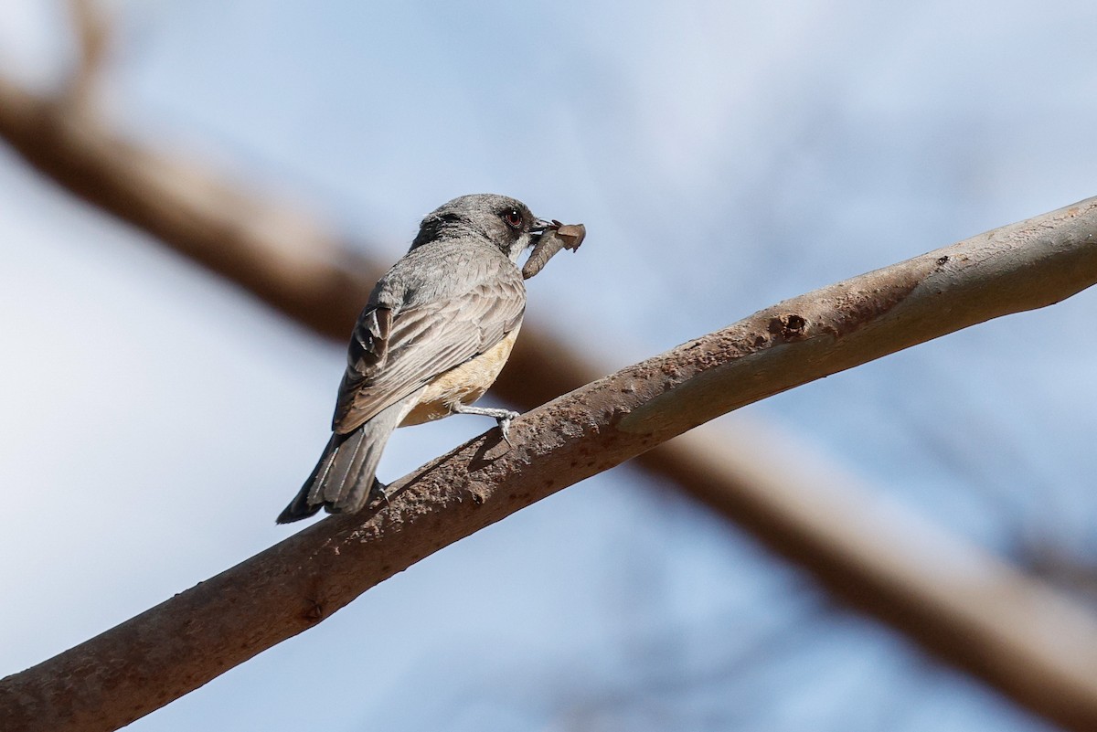 Rufous Whistler - ML646272444