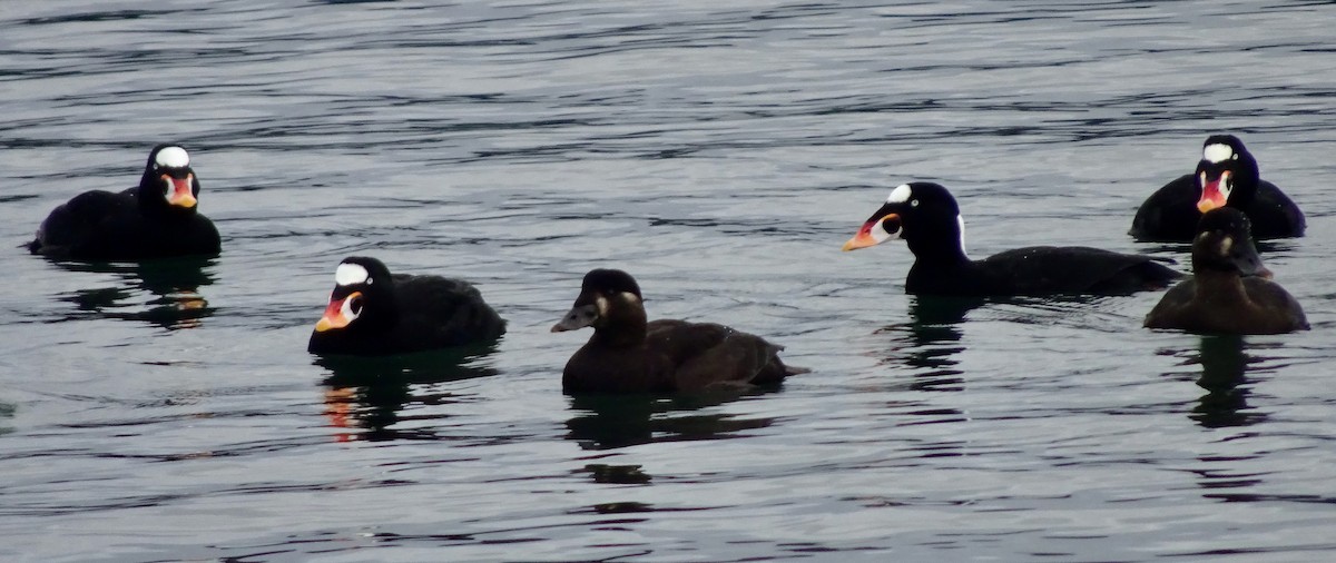 Surf Scoter - ML646272445