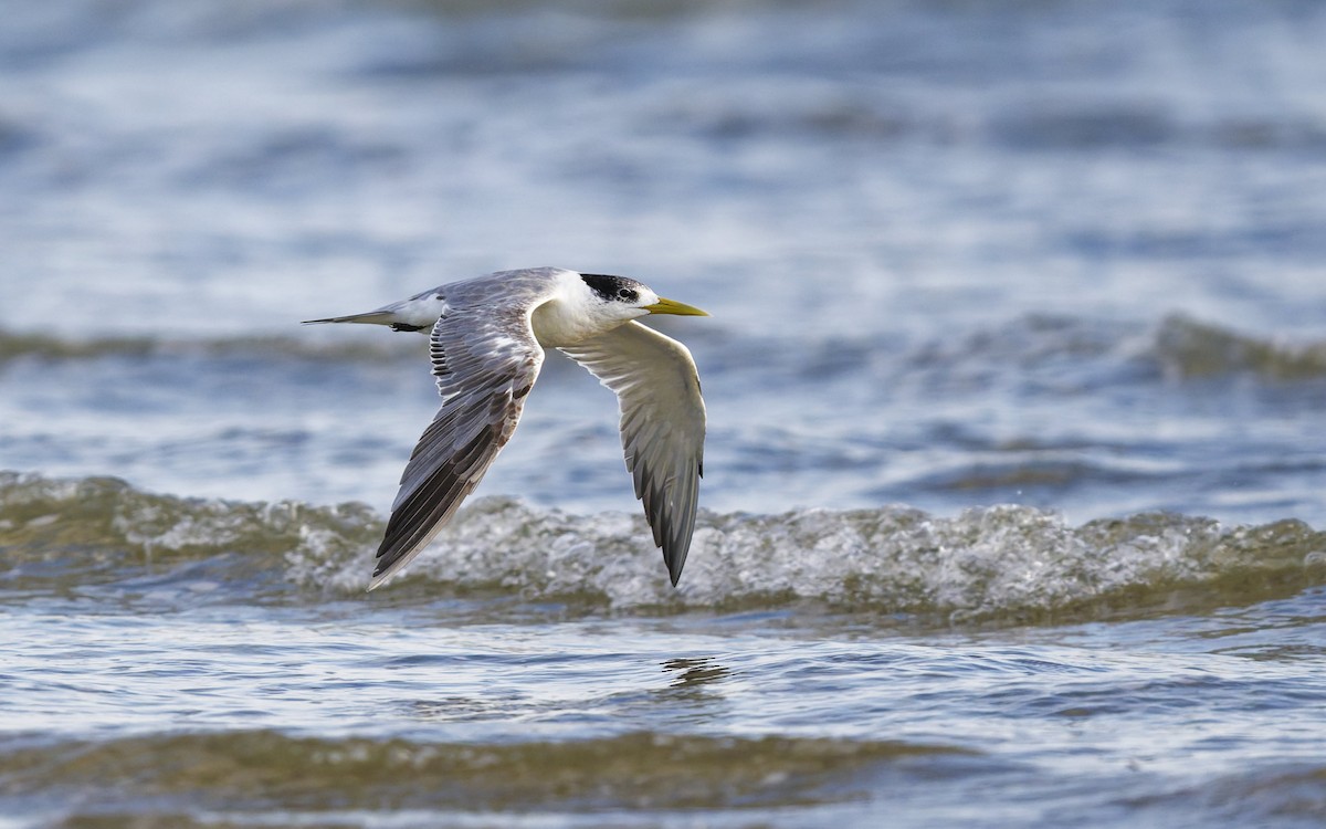 Great Crested Tern - ML646272446