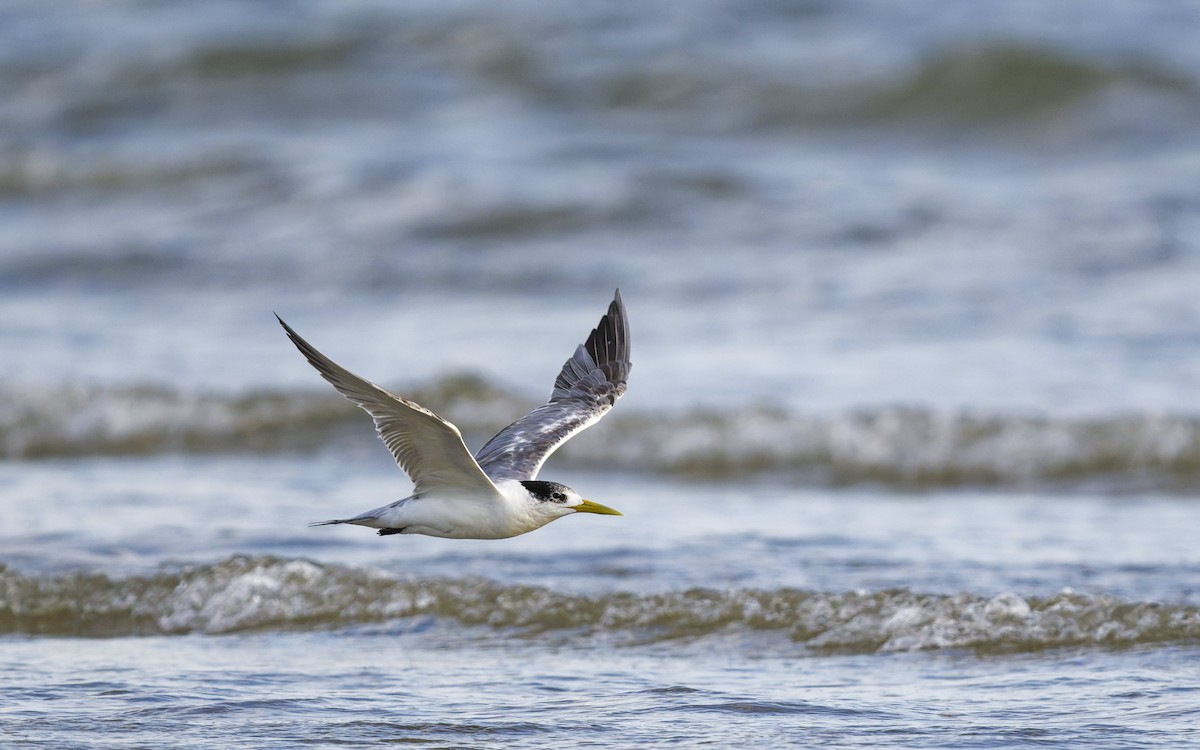 Great Crested Tern - ML646272447