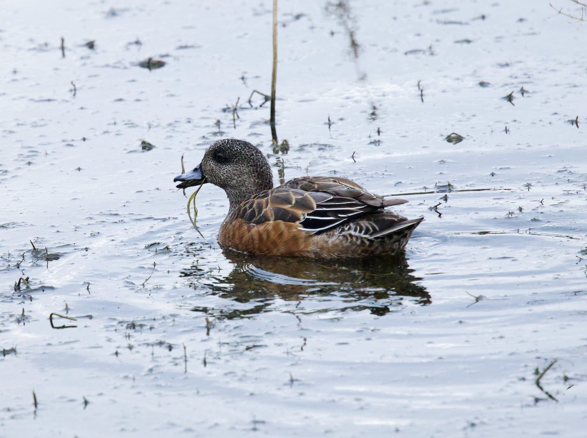 American Wigeon - ML646272448