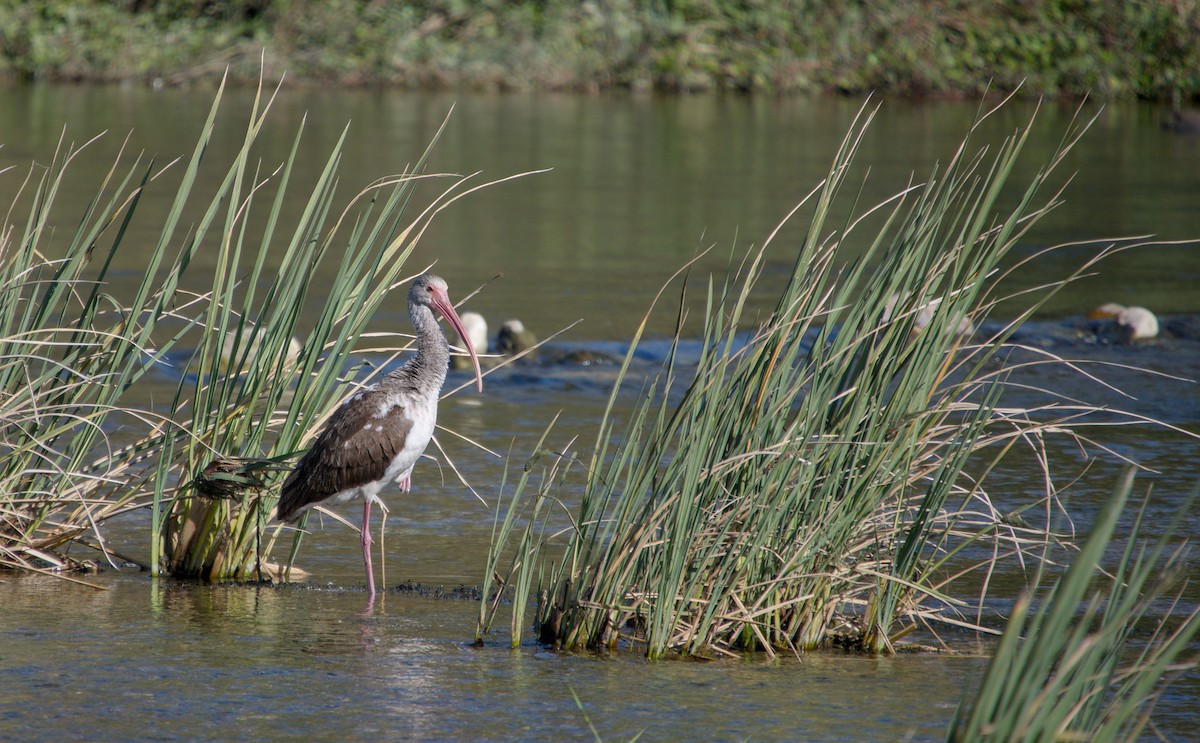 White Ibis - ML646272449