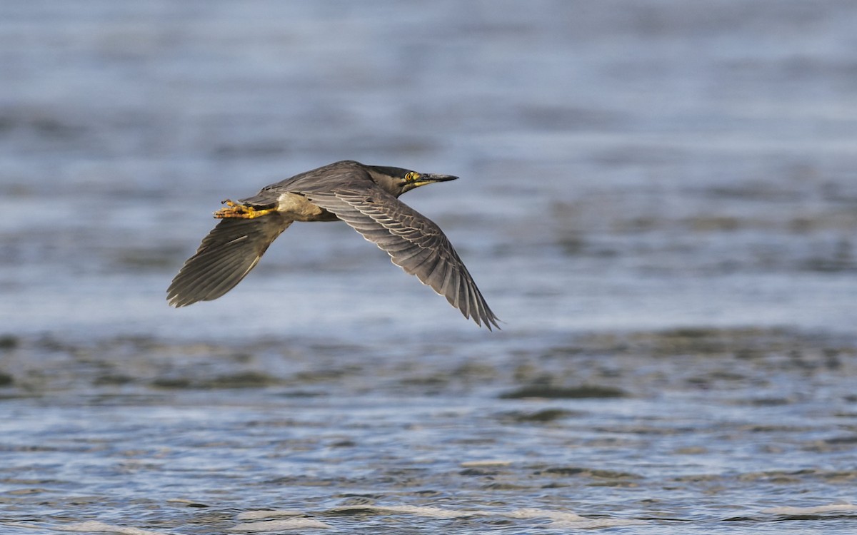 Little Heron - ML646272452