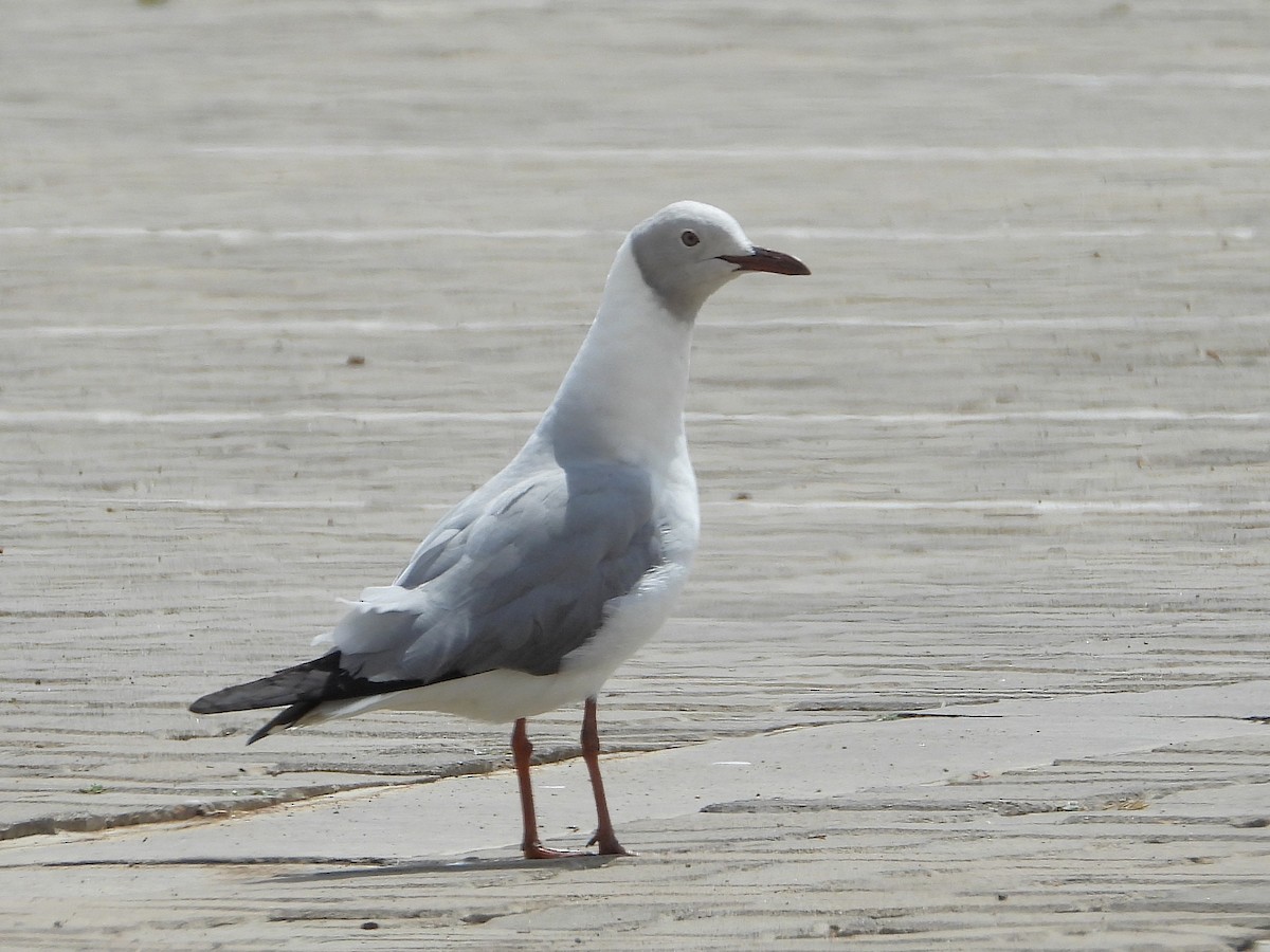Gray-hooded Gull - ML646272454