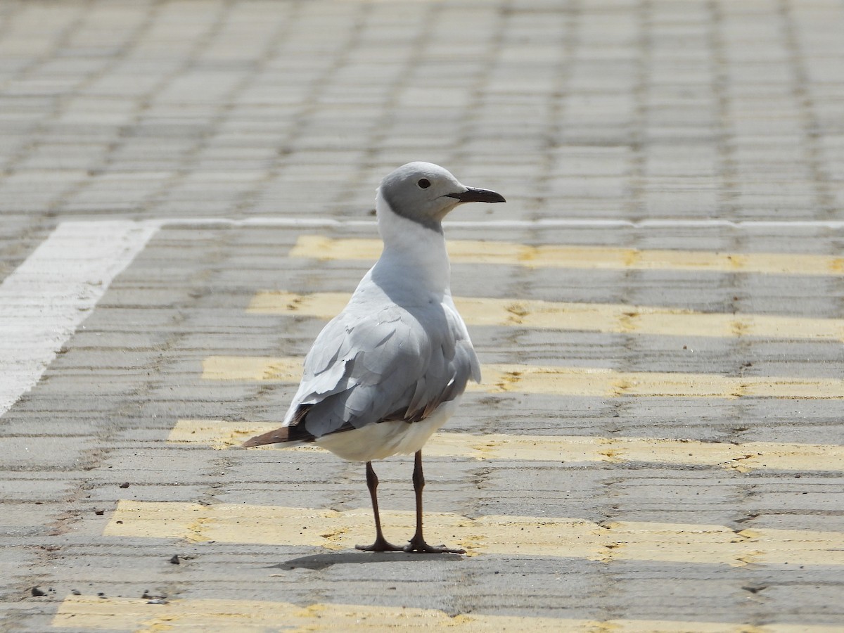 Gray-hooded Gull - ML646272455