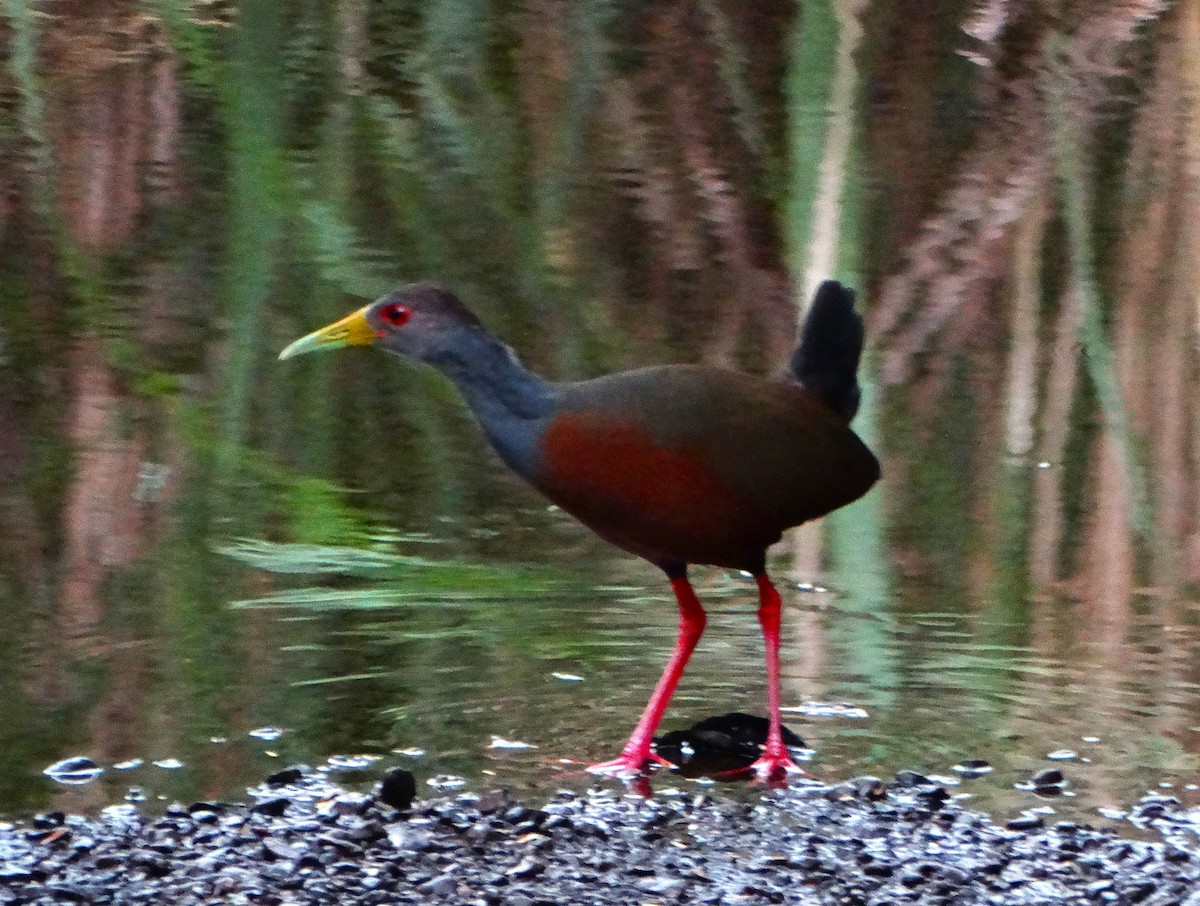 Gray-cowled Wood-Rail - ML646272457