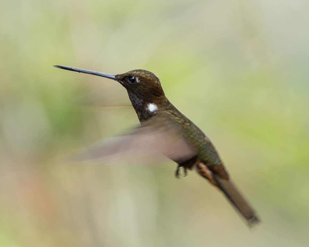 Brown Inca - ML646272458