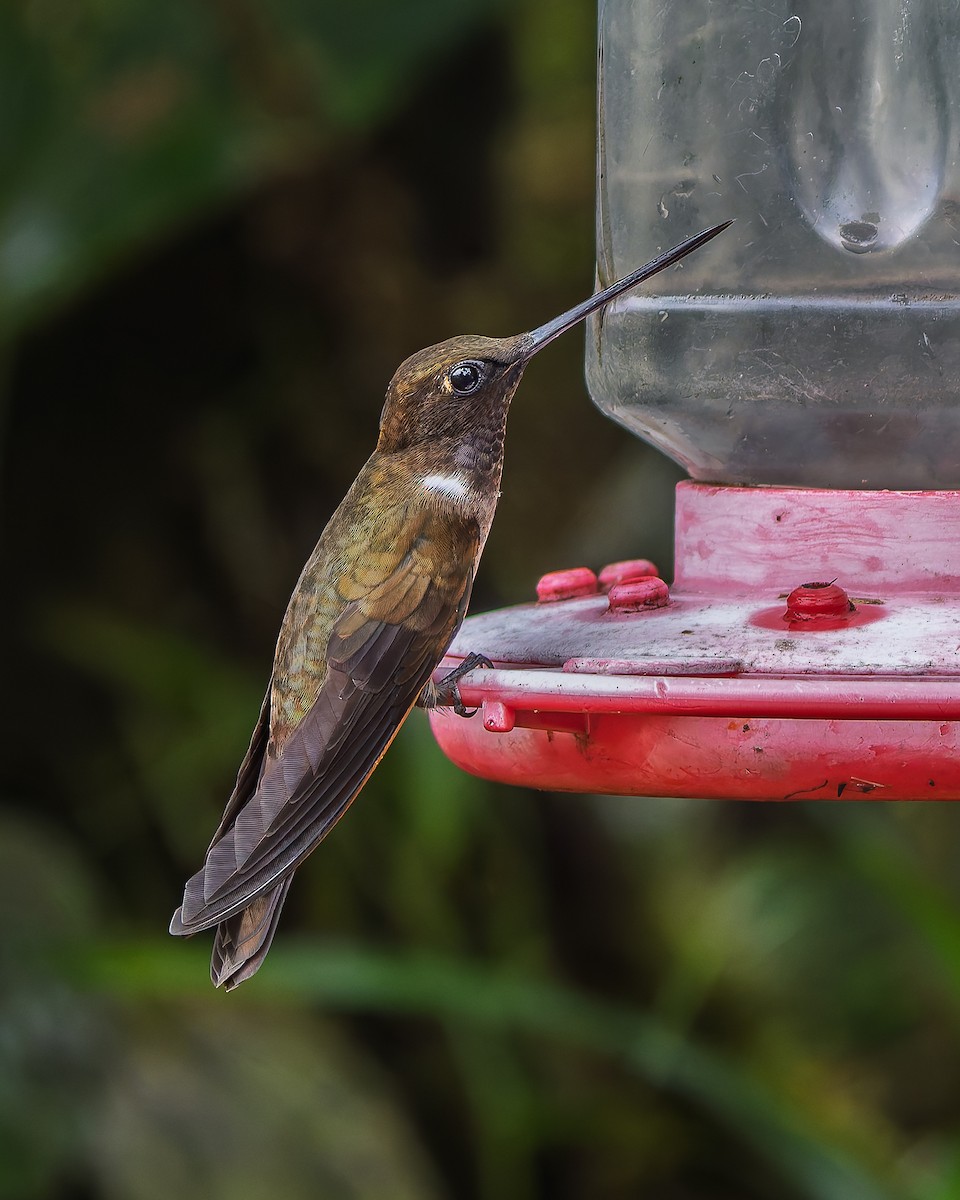 Brown Inca - ML646272459