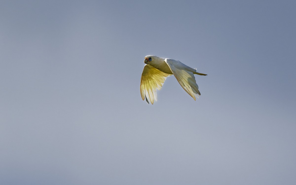 Little Corella - ML646272461