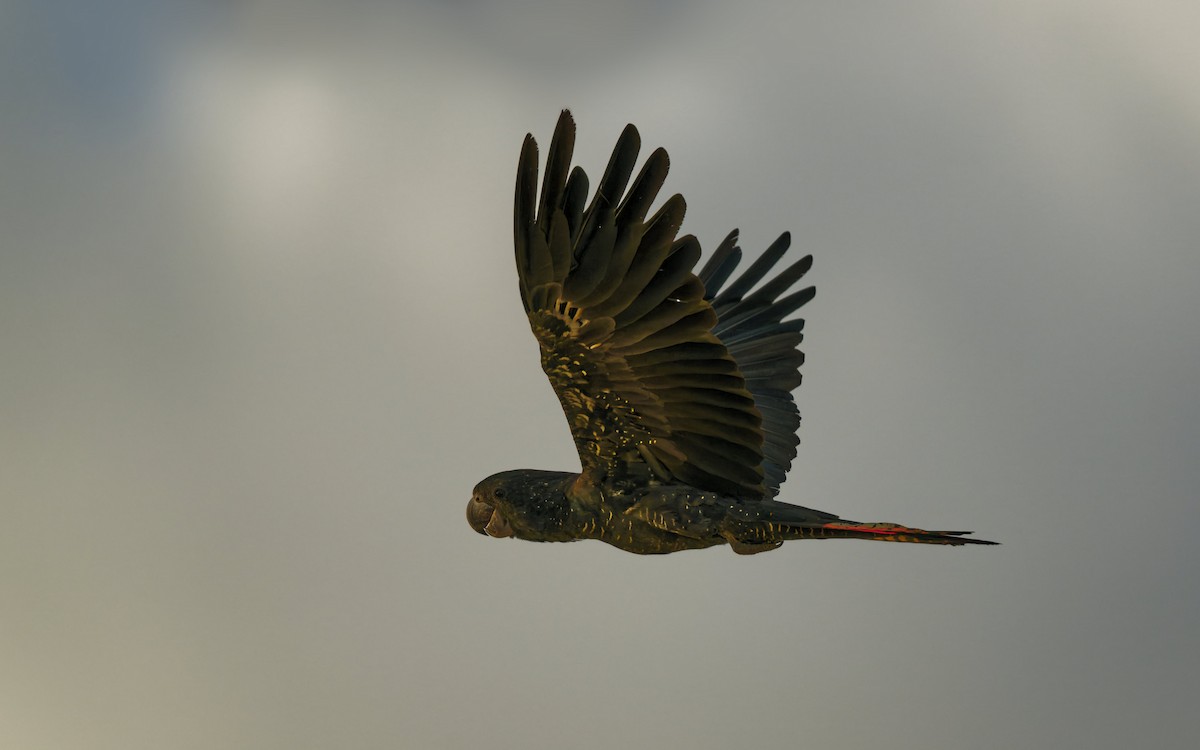 Red-tailed Black-Cockatoo - ML646272468