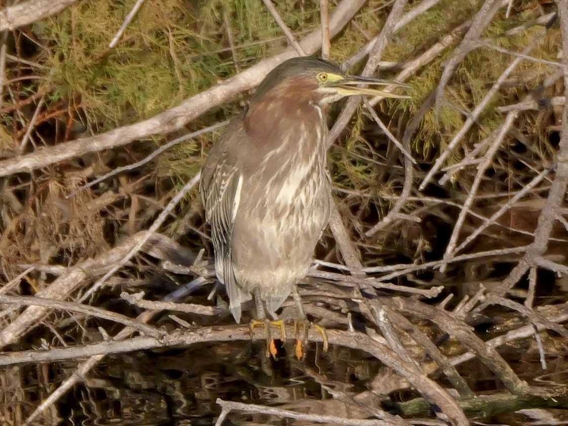 Green Heron - ML646272470