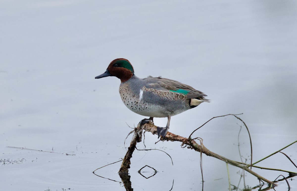 Green-winged Teal - ML646272476